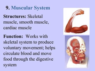 9. Muscular System 
Structures: Skeletal 
muscle, smooth muscle, 
cardiac muscle 
Function: Works with 
skeletal system to produce 
voluntary movement; helps 
circulate blood and move 
food through the digestive 
system 
 