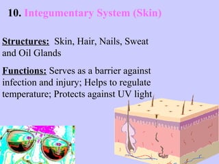 10. Integumentary System (Skin) 
Structures: Skin, Hair, Nails, Sweat 
and Oil Glands 
Functions: Serves as a barrier against 
infection and injury; Helps to regulate 
temperature; Protects against UV light 
 