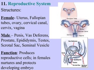 11. Reproductive System 
Structures: 
Female- Uterus, Fallopian 
tubes, ovary, cervical canal, 
cervix, vagina 
Male – Penis, Vas Deferens, 
Prostate, Epididymis, Testes, 
Scrotal Sac, Seminal Vesicle 
Function: Produces 
reproductive cells; in females 
nurtures and protects 
developing embryo 
 