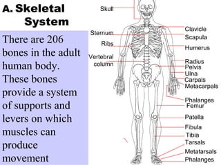 Skull 
Sternum 
Ribs 
Vertebral 
column 
Clavicle 
Scapula 
Humerus 
Radius 
Pelvis 
Ulna 
Carpals 
Metacarpals 
Phalanges 
Femur 
Patella 
Fibula 
Tibia 
Tarsals 
Metatarsals 
Phalanges 
A. Skeletal 
System 
There are 206 
bones in the adult 
human body. 
These bones 
provide a system 
of supports and 
levers on which 
muscles can 
produce 
movement 
 