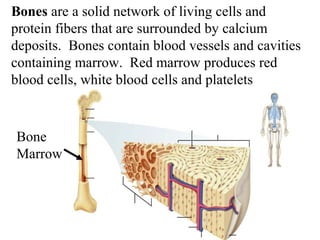 Figure 36-3 The Bones are a solid network o fS tlriuvcintugr ec oefl lBso anned 
protein fibers that are surrounded by calcium 
deposits. Bones contain blood vessels and cavities 
containing marrow. Red marrow produces red 
blood cells, white blood cells and platelets 
Bone 
Marrow 
 