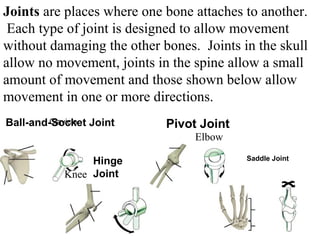 Joints are places where one bone attaches to another. 
Each type of joint is designed to allow movement 
without damaging the other bones. Joints in the skull 
allow no movement, joints in the spine allow a small 
amount of movement and those shown below allow 
movement in one or more directions. 
Ball-and-Socket Joint 
Hinge 
Joint 
Pivot Joint 
Saddle Joint 
Clavicle 
Figure 36-4 Freely Movable Joints and Their 
Movements 
Section 36-1 
Knee 
Elbow 
 