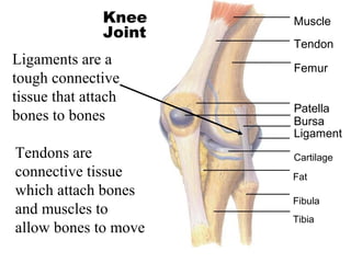 Muscle 
Tendon 
Femur 
Patella 
Bursa 
Ligament 
Cartilage 
Fat 
Fibula 
Tibia 
Knee 
Section 36-1 Joint 
Ligaments are a 
tough connective 
tissue that attach 
bones to bones 
Tendons are 
connective tissue 
which attach bones 
and muscles to 
allow bones to move 
 