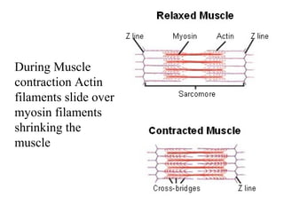 Figure 36-8 Muscle Contraction 
During Muscle 
contraction Actin 
filaments slide over 
myosin filaments 
shrinking the 
muscle 
 