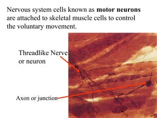 Nervous system cells known as motor neurons 
are attached to skeletal muscle cells to control 
the voluntary movement. 
Threadlike Nerve 
or neuron 
Axon or junction 
 
