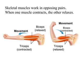 Figure 36-11 Opposing Muscle Pairs 
SkeSelcetiotna 3l6 -2muscles work in opposing pairs. 
When one muscle contracts, the other relaxes. 
Movement 
Movement 
Biceps 
(relaxed) 
Triceps 
(contracted) 
Biceps 
(contracted) 
Triceps 
(relaxed) 
 