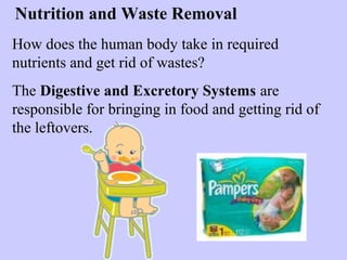 Nutrition and Waste Removal 
How does the human body take in required 
nutrients and get rid of wastes? 
The Digestive and Excretory Systems are 
responsible for bringing in food and getting rid of 
the leftovers. 
 