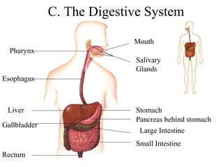 C. The Digestive System 
Pharynx 
Esophagus 
Liver 
Gallbladder 
Rectum 
Mouth 
Salivary 
Glands 
Stomach 
Pancreas behind stomach 
Large Intestine 
Small Intestine 
 