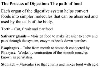 The Process of Digestion: The path of food 
Each organ of the digestive system helps convert 
foods into simpler molecules that can be absorbed and 
used by the cells of the body. 
Teeth – Cut, Crush and tear food 
Salivary glands – Moisten food to make it easier to chew and 
pass through the system, enzymes break down starches 
Esophagus – Tube from mouth to stomach connected by 
Pharynx. Works by contraction of the smooth muscles 
known as peristalsis. 
Stomach – Muscular sac that churns and mixes food with acid 
 