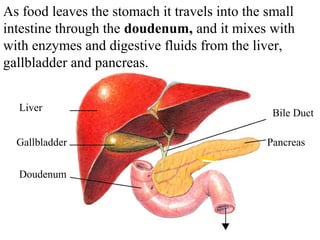 As food leaves the stomach it travels into the small 
intestine through the doudenum, and it mixes with 
Section 38-2 
with enzymes and digestive fluids from the liver, 
gallbladder and pancreas. 
Liver 
Gallbladder 
Doudenum 
Bile Duct 
Pancreas 
 