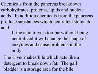 Chemicals from the pancreas breakdown 
carbohydrates, . 
proteins, lipids and nucleic 
acids. In addition chemicals from the pancreas 
produce substances which neutralize stomach 
acid. 
If the acid travels too far without being 
neutralized it will change the shape of 
enzymes and cause problems in the 
body. 
The Liver makes bile which acts like a 
detergent to break down fat. The gall 
bladder is a storage area for the bile 
 