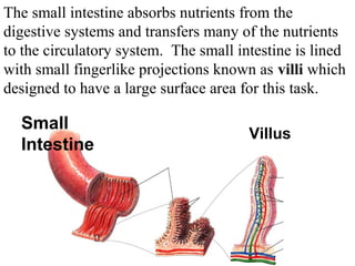 The small intestine absorbs nutrients from the 
digestive systems and transfers many of the nutrients 
Section 38-2 
to the circulatory system. The small intestine is lined 
with small fingerlike projections known as villi which 
designed to have a large surface area for this task. 
Small 
Intestine Villus 
 