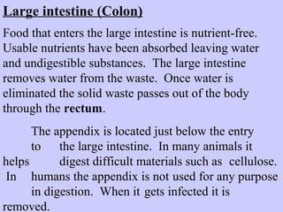 Large intestine (Colon) 
Food that enters the large intestine is nutrient-free. 
Usable nutrients have been absorbed leaving water 
and undigestible substances. The large intestine 
removes water from the waste. Once water is 
eliminated the solid waste passes out of the body 
through the rectum. 
The appendix is located just below the entry 
to the large intestine. In many animals it 
helps digest difficult materials such as cellulose. 
In humans the appendix is not used for any purpose 
in digestion. When it gets infected it is 
removed. 
 