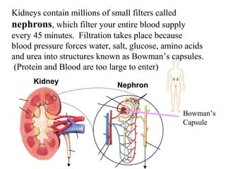 Kidneys contain millions of small filters called 
nephrons, Section 38-3 
which filter your entire blood supply 
every 45 minutes. Filtration takes place because 
blood pressure forces water, salt, glucose, amino acids 
and urea into structures known as Bowman’s capsules. 
(Protein and Blood are too large to enter) 
Kidney Nephron 
Bowman’s 
Capsule 
 
