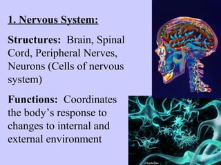 1. Nervous System: 
Structures: Brain, Spinal 
Cord, Peripheral Nerves, 
Neurons (Cells of nervous 
system) 
Functions: Coordinates 
the body’s response to 
changes to internal and 
external environment 
 