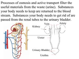Processes of osmosis and active transport filter the 
useful materials from the waste (urine). Substances 
your body needs to keep are returned to the blood 
stream. Substances your body needs to get rid of are 
passed from the renal tubes to the urinary bladder. 
Kidney 
Vein Artery 
Ureter 
Urinary Bladder 
Urethra 
 