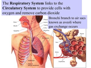 The Respiratory System links to the 
Circulatory System to provide cells with 
Section 37-3 
oxygen and remove carbon dioxide 
Figure 37-13 The Respiratory System 
Bronchi branch to air sacs 
known as aveoli where 
gas exchange occurs 
 