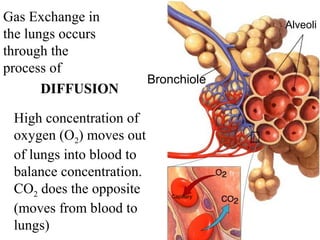 Alveoli 
Bronchiole 
Capillary 
Gas Exchange in 
the lungs Section occurs 
37-3 
through the 
process of 
DIFFUSION 
High concentration of 
oxygen (O2) moves out 
of lungs into blood to 
balance concentration. 
CO2 does the opposite 
(moves from blood to 
lungs) 
 