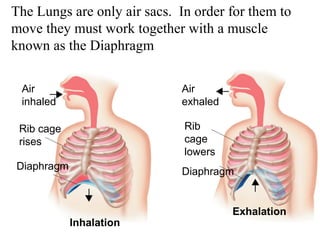 Figure 37-15 The Mechanics The Lungs are only air sacs. In order foofr Bthreeamth itnog 
move they must work together with a muscle 
known as the Diaphragm 
Air 
inhaled 
Rib cage 
rises 
Diaphragm 
Air 
exhaled 
Rib 
cage 
lowers 
Diaphragm 
Inhalation 
Exhalation 
Section 37-3 
 