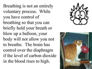 Breathing is not an entirely 
voluntary process. While 
you have control of 
breathing so that you can 
briefly hold your breath or 
blow up a balloon, your 
body will not allow you not 
to breathe. The brain has 
control over the diaphragm 
if the level of carbon dioxide 
in the blood rises to high. 
 