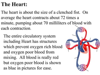 The Heart: 
The heart is about the size of a clenched fist. On 
average the heart contracts about 72 times a 
minute, pumping about 70 milliliters of blood with 
each contraction. 
The entire circulatory system 
including Heart has structures 
which prevent oxygen rich blood 
and oxygen poor blood from 
mixing. All blood is really red 
but oxygen poor blood is shown 
as blue in pictures for ease. 
 
