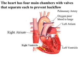 The heart has four main chambers with valves 
that separate each to prevent backflow 
Pulmonary Artery 
Oxygen poor 
blood to lungs 
Left Atrium 
Left Ventricle 
 