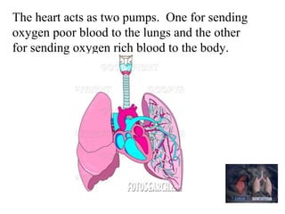 The heart acts as two pumps. One for sending 
oxygen poor blood to the lungs and the other 
for sending oxygen rich blood to the body. 
 