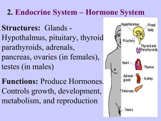 2. Endocrine System – Hormone System 
Structures: Glands - 
Hypothalmus, pituitary, thyroid, 
parathyroids, adrenals, 
pancreas, ovaries (in females), 
testes (in males) 
Functions: Produce Hormones. 
Controls growth, development, 
metabolism, and reproduction 
 