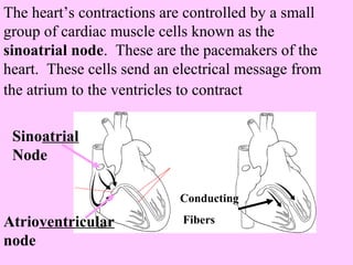 The heart’s contractions are controlled by a small 
group of cardiac muscle cells known as the 
sinoatrial node. These are the pacemakers of the 
heart. These cells send an electrical message from 
the atrium to the ventricles to contract 
Sinoatrial 
Node 
Atrioventricular 
node 
Conducting 
Fibers 
 