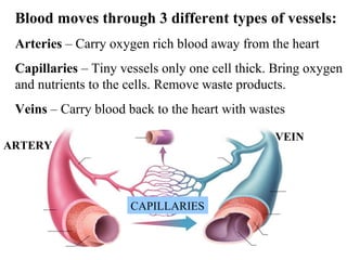 Blood moves through 3 different types of vessels: 
Arteries – Carry oxygen rich blood away from the heart 
Capillaries – Tiny vessels only one cell thick. Bring oxygen 
and nutrients to the cells. Remove waste products. 
Veins – Carry blood back to the heart with wastes 
ARTERY 
VEIN 
CAPILLARIES 
 