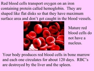 Red blood cells transport oxygen on an iron 
containing protein called hemoglobin. They are 
shaped like flat disks so that they have maximum 
surface area and don’t get caught in the blood vessels. 
Mature red 
blood cells do 
not have a 
nucleus. 
Your body produces red blood cells in bone marrow 
and each one circulates for about 120 days. RBC’s 
are destroyed by the liver and the spleen. 
 