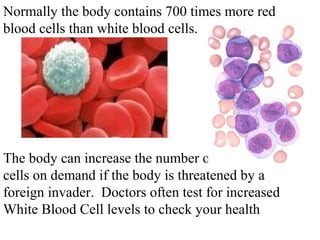 Normally the body contains 700 times more red 
blood cells than white blood cells. 
The body can increase the number of white blood 
cells on demand if the body is threatened by a 
foreign invader. Doctors often test for increased 
White Blood Cell levels to check your health 
 