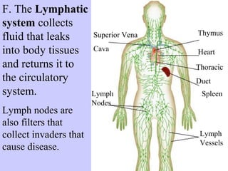 Thymus 
Heart 
Thoracic 
Duct 
Spleen 
Superior Vena 
Cava 
Lymph 
Nodes 
Lymph 
Vessels 
F. The Lymphatic 
system collects 
fluid that leaks 
into body tissues 
and returns it to 
the circulatory 
system. 
Lymph nodes are 
also filters that 
collect invaders that 
cause disease. 
 