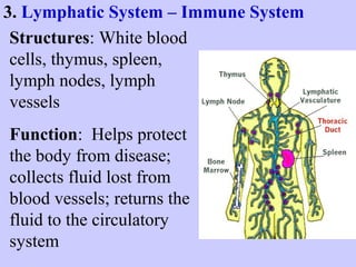 3. Lymphatic System – Immune System 
Structures: White blood 
cells, thymus, spleen, 
lymph nodes, lymph 
vessels 
Function: Helps protect 
the body from disease; 
collects fluid lost from 
blood vessels; returns the 
fluid to the circulatory 
system 
 