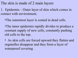 The skin is made of 2 main layers 
1. Epidermis – Outer layer of skin which comes in 
contact with environment. 
•The outermost layer is coated in dead cells. 
•The inner epidermis rapidly divides to produce a 
constant supply of new cells, constantly pushing 
old cells to the top. 
• As skin cells are forced upward they flatten and 
organelles disappear and they form a layer of 
waterproof covering 
 