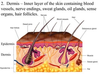 2. Dermis – Inner layer of the skin containing blood 
vessels, nerve endings, sweat glands, oil glands, sense 
organs, hair follicles. 
Epidermis 
Dermis 
 
