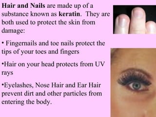 Hair and Nails are made up of a 
substance known as keratin. They are 
both used to protect the skin from 
damage: 
• Fingernails and toe nails protect the 
tips of your toes and fingers 
•Hair on your head protects from UV 
rays 
•Eyelashes, Nose Hair and Ear Hair 
prevent dirt and other particles from 
entering the body. 
 