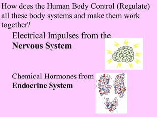 How does the Human Body Control (Regulate) 
all these body systems and make them work 
together? 
Electrical Impulses from the 
Nervous System 
Chemical Hormones from the 
Endocrine System 
 