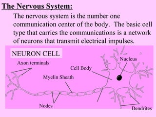 The Nervous System: 
The nervous system is the number one 
communication center of the body. The basic cell 
type that carries the communications is a network 
of neurons that transmit electrical impulses. 
Axon terminals 
Myelin Sheath 
Nodes 
Cell Body 
Nucleus 
Dendrites 
NEURON CELL 
 