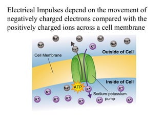 Electrical Impulses depend on the movement of 
negatively charged electrons compared with the 
positively charged ions across a cell membrane 
 