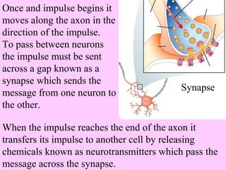 Once and impulse begins it 
moves along the axon in the 
direction of the impulse. 
To pass between neurons 
the impulse must be sent 
across a gap known as a 
synapse which sends the 
message from one neuron to 
Synapse 
the other. 
When the impulse reaches the end of the axon it 
transfers its impulse to another cell by releasing 
chemicals known as neurotransmitters which pass the 
message across the synapse. 
 