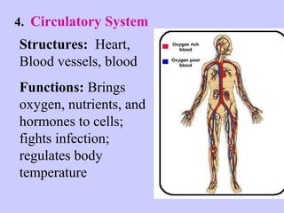 4. Circulatory System 
Structures: Heart, 
Blood vessels, blood 
Functions: Brings 
oxygen, nutrients, and 
hormones to cells; 
fights infection; 
regulates body 
temperature 
 