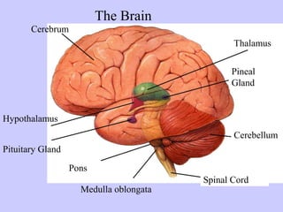 Cerebrum 
Thalamus 
Hypothalamus 
Pituitary Gland 
Pineal 
Gland 
Cerebellum 
Spinal Cord 
The Brain 
Pons 
Medulla oblongata 
 