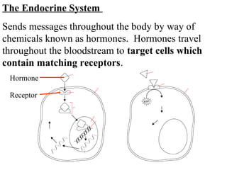 The Endocrine System 
Sends messages throughout the body by way of 
chemicals known as hormones. Hormones travel 
throughout the bloodstream to target cells which 
contain matching receptors. 
Hormone 
Receptor 
 