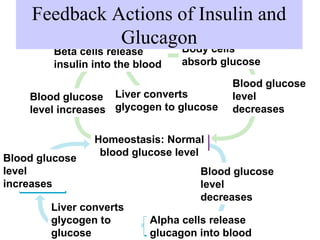 Feedback Actions of Insulin and 
Glucagon 
Beta cells release 
insulin into the blood 
Body cells 
absorb glucose 
Blood glucose 
level 
decreases 
Blood glucose 
level increases 
Liver converts 
glycogen to glucose 
Homeostasis: Normal 
blood glucose level 
Blood glucose 
level 
decreases 
Alpha cells release 
glucagon into blood 
Blood glucose 
level 
increases 
Liver converts 
glycogen to 
glucose 
 