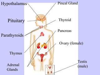 Hypothalamus 
Pituitary 
Parathyroids 
Thymus 
Adrenal 
Glands 
Pineal Gland 
Thyroid 
Pancreas 
Ovary (female) 
Testis 
(male) 
 