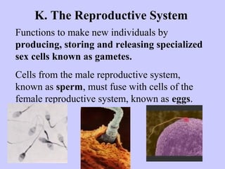 K. The Reproductive System 
Functions to make new individuals by 
producing, storing and releasing specialized 
sex cells known as gametes. 
Cells from the male reproductive system, 
known as sperm, must fuse with cells of the 
female reproductive system, known as eggs. 
 