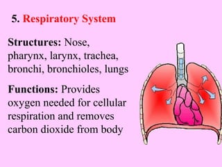 5. Respiratory System 
Structures: Nose, 
pharynx, larynx, trachea, 
bronchi, bronchioles, lungs 
Functions: Provides 
oxygen needed for cellular 
respiration and removes 
carbon dioxide from body 
 