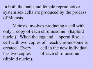 In both the male and female reproductive 
system sex cells are produced by the process 
of Meiosis. 
Meiosis involves producing a cell with 
only 1 copy of each chromosome (haploid 
nuclei). When the egg and sperm fuse, a 
cell with two copies of each chromosome is 
created. Every cell in the new individual 
has two copies of each chromosome 
(diploid nuclei). 
 