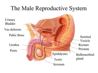 The Male Reproductive System 
Urinary 
Bladder 
Vas deferens 
Pubic Bone 
Urethra 
Penis 
Epididymis 
Testis 
Scrotum 
Seminal 
Vesicle 
Rectum 
Prostate 
Bulbourethral 
gland 
 